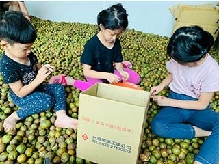 小朋友協助剝苦茶籽，雲林古坑苦茶油製程現場。苦茶油、黑麻油、白麻油禮盒，推薦百年純正台灣苦茶油。